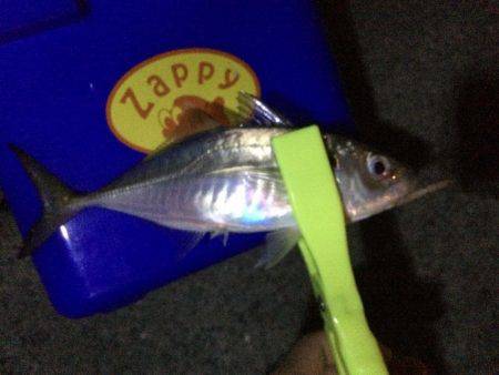 今日はかなりの劇渋