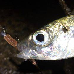 初心者アジング