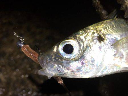 初心者アジング