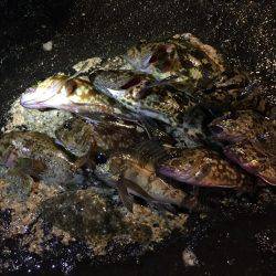 ロックフィッシング!