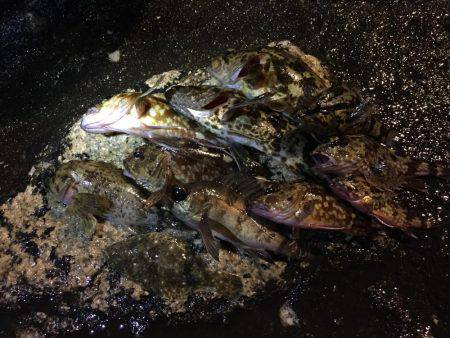 ロックフィッシング!