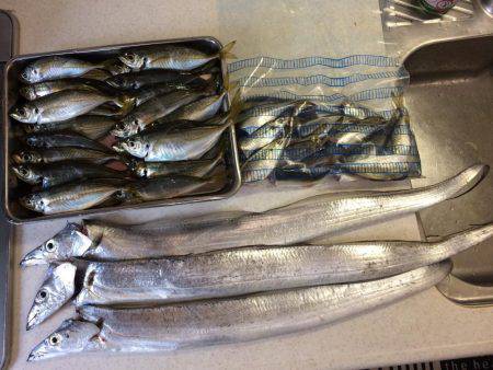 アオリイカ不発のちタチウオ、アジ