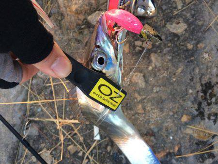 サイズだけはいいペラタチ笑