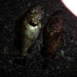 ガシメバ釣ったぞ〜