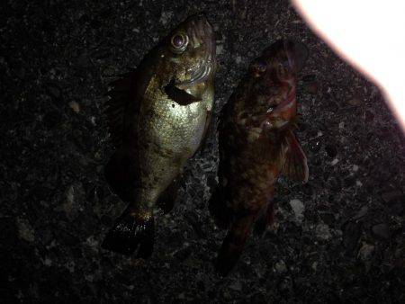 ガシメバ釣ったぞ〜