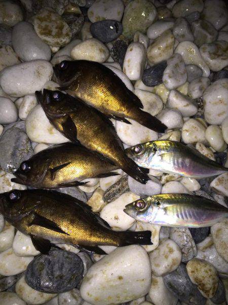 今シーズンはメバル上々？