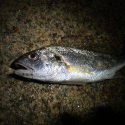 狙ったものは釣れず