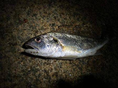 狙ったものは釣れず