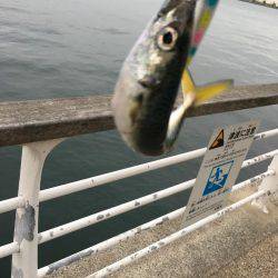 サワラいつか必ず