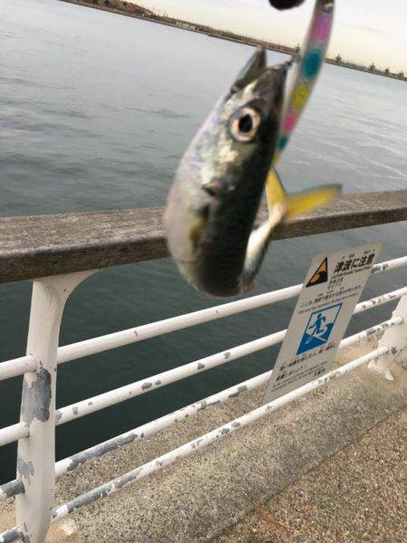 サワラいつか必ず