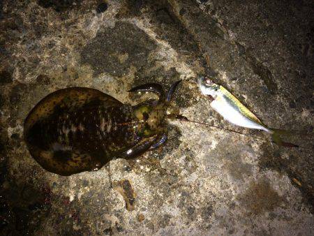 まだまだ新子がいてる