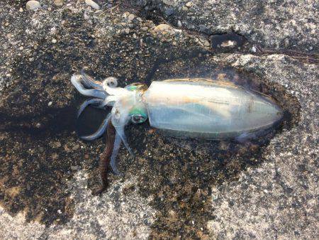 i wish your merry chr…