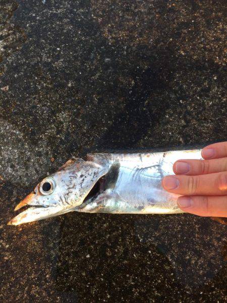 タチウオまだ居ました！