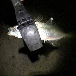 楽しくアジング