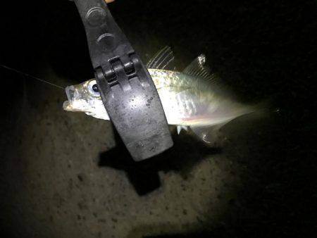 楽しくアジング