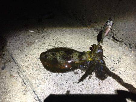 アオリイカの仕掛けなのに