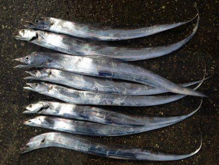 まだまだ太刀魚はいます！