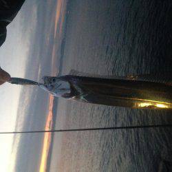 まだ太刀魚釣れる？