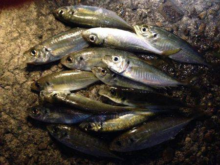 アジ、アジ、アジ！