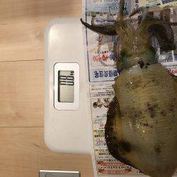 アオリイカ釣り