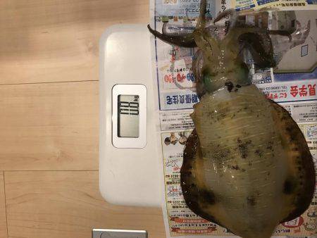 アオリイカ釣り