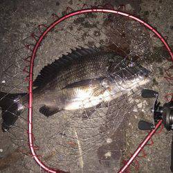 ベイトフィネスでチニング