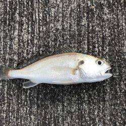 キス、イシモチ、カワハギ