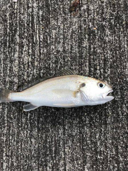 キス、イシモチ、カワハギ