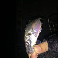 メバルのはずがアジ