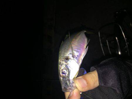 メバルのはずがアジ