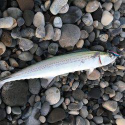 新宮市でサゴシ爆釣！