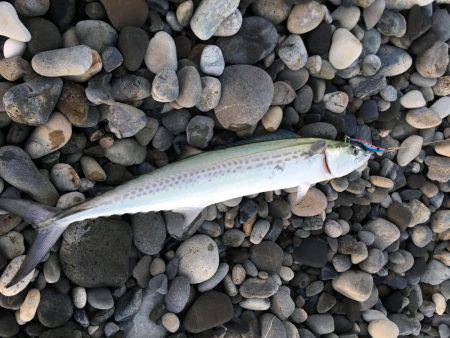 新宮市でサゴシ爆釣！