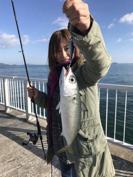 サバ、カワハギ