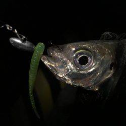 オールナイトアジング