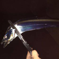 今宵も太刀魚調査(^^)