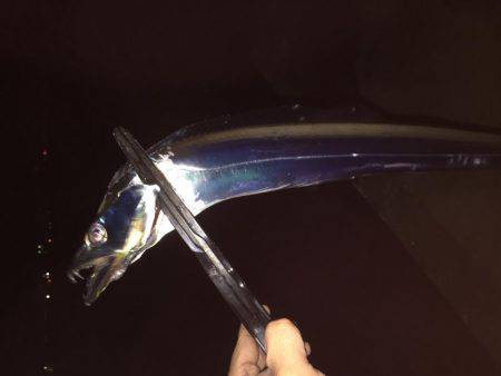 今宵も太刀魚調査(^^)