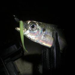 昨日は釣れてたパターン