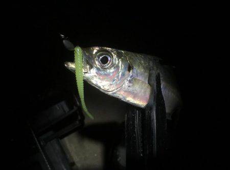 昨日は釣れてたパターン