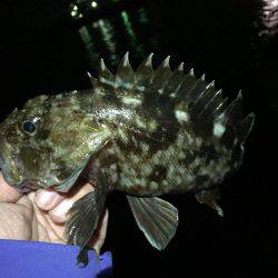 連日のガシリング(^.^)