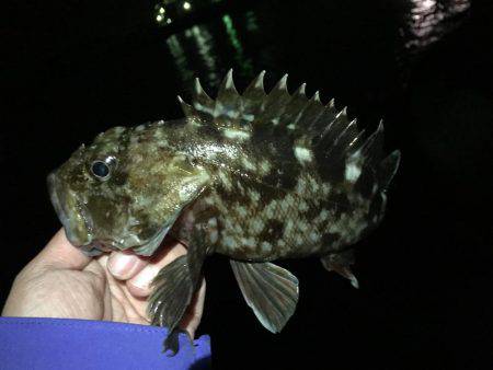 連日のガシリング(^.^)