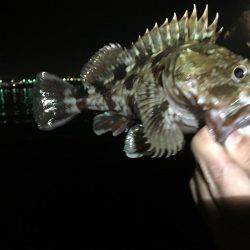 今宵もガッシー調査