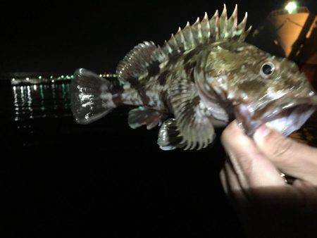 今宵もガッシー調査