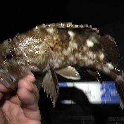 連日連夜のロックフィッシュ^^;