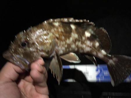 連日連夜のロックフィッシュ^^;