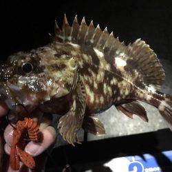 今年最後の釣り納め