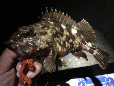 今年最後の釣り納め