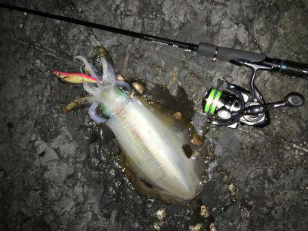 クリスマスエギング