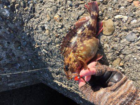 ロックフィッシュ