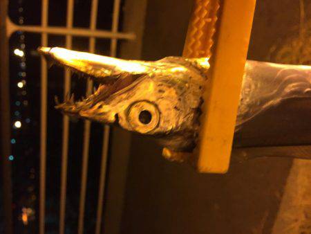 タチウオ⤵︎根魚↑