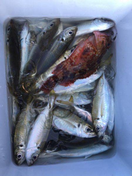 アジングとエギング